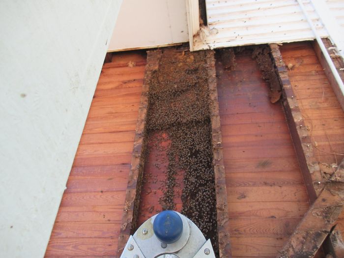 Bee Relocator Posts What He Found After Removing The Outside Wall From A Client’s Home, And His Photos Go Viral
