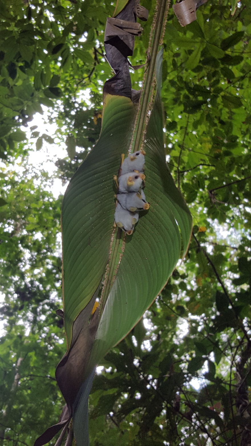 I Traveled To The Costa Rican Rainforest And Photographed Honduran White Bats (5 Pics)