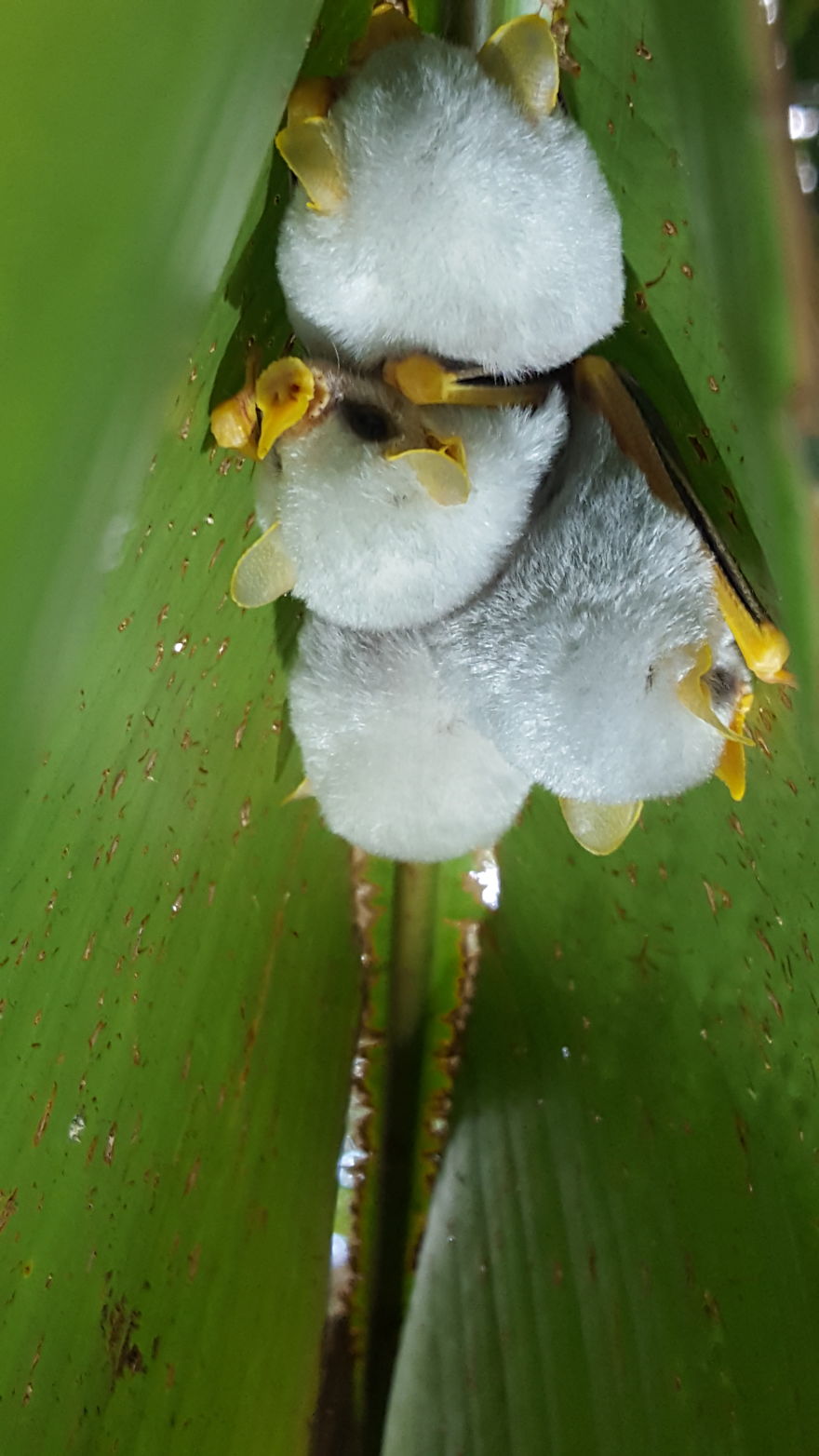 I Traveled To The Costa Rican Rainforest And Photographed Honduran White Bats (5 Pics)