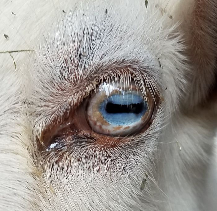 This Is My Goat, Miss Cream Puff. She Has The Most Beautiful Eyes