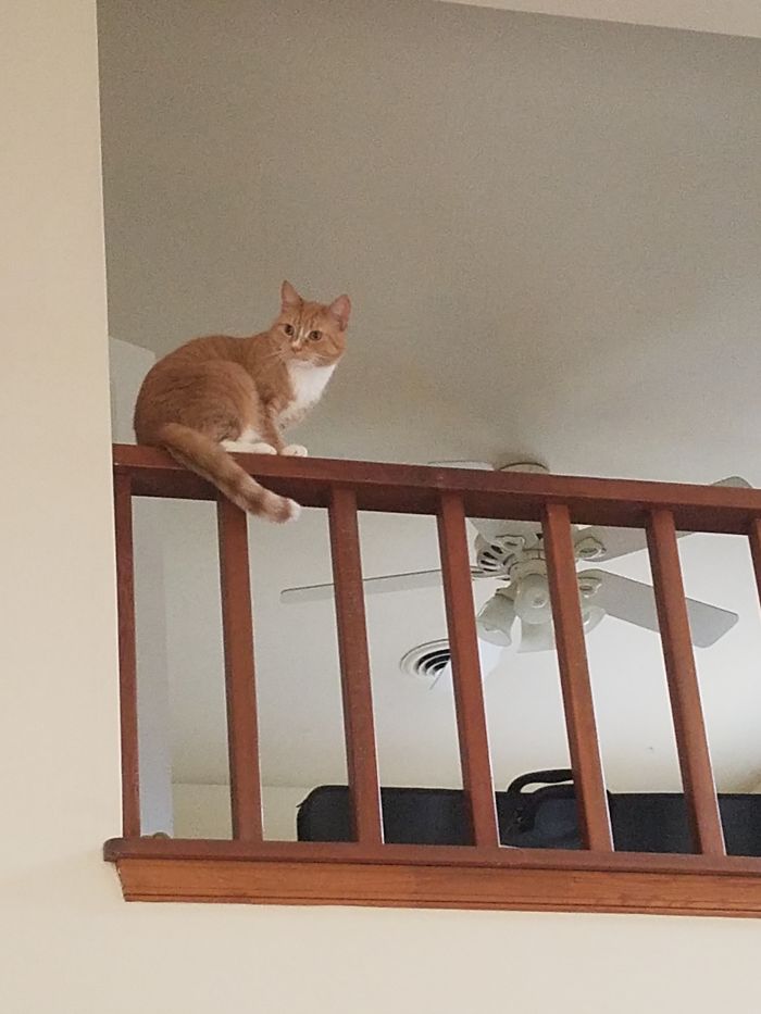 When You See Dog On The Stairs...