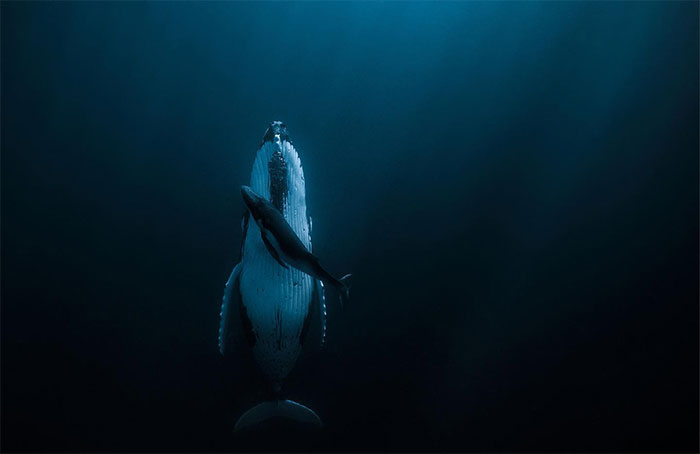 Photo Of A Sleeping Whale With Her Calf Just Won $120,000 At The HIPA Contest And Here Are 17 Of The Winners