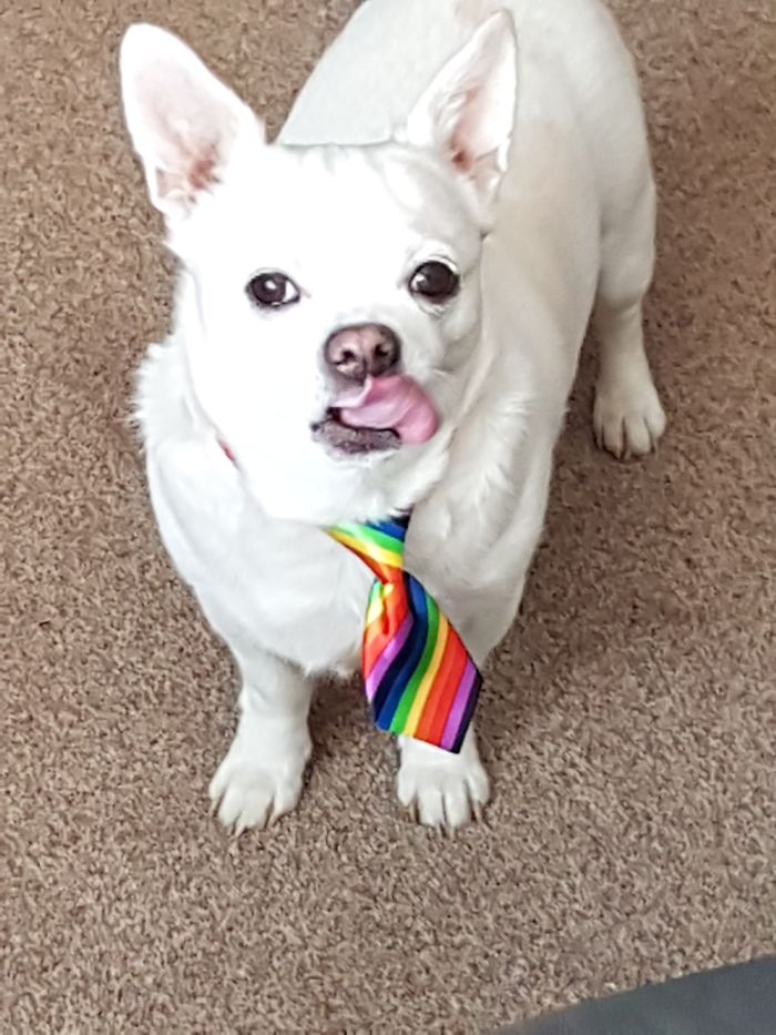 Our Little Henry Is A Keen Lgbt+ Supporter