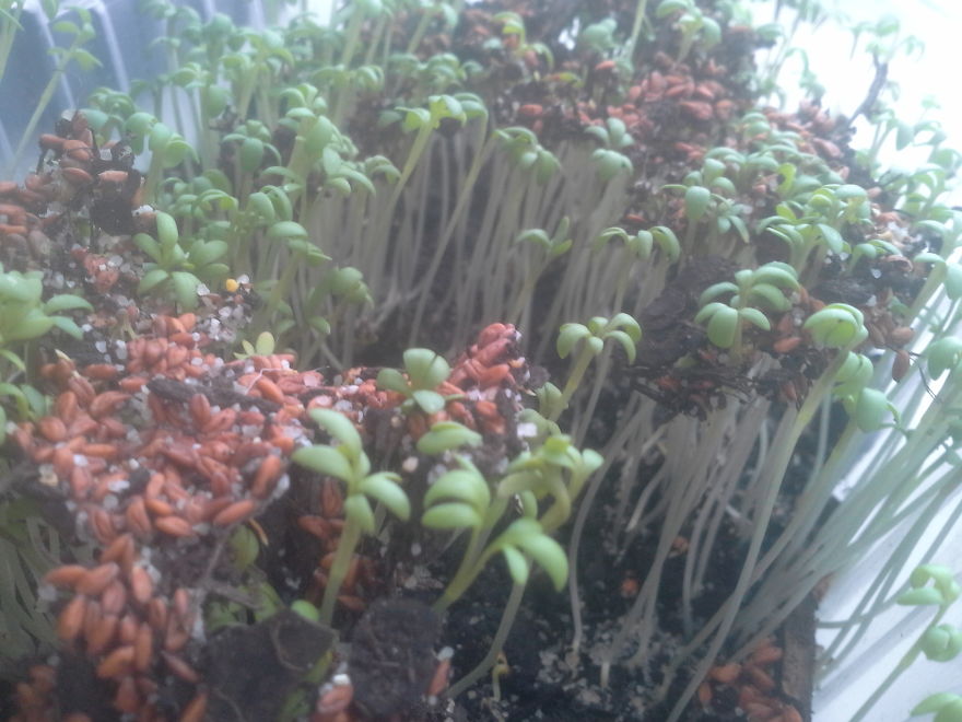 Snapshots From The Lockdown Snapshots From The Lockdown
