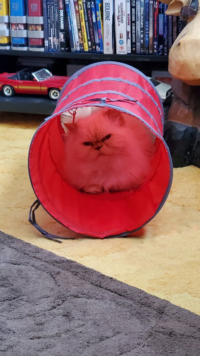 Oscar ... Judging From His Tunnel