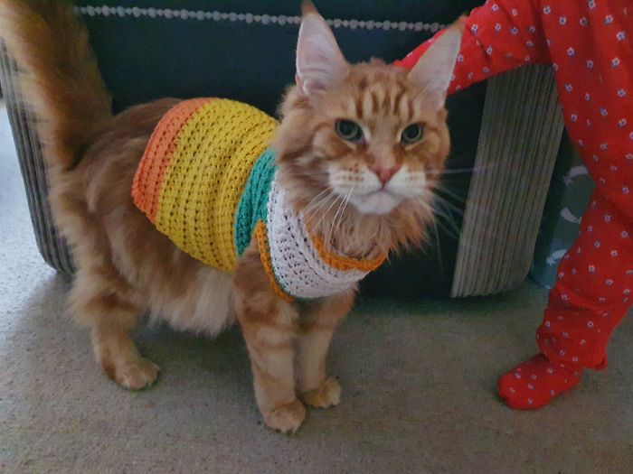 Tiny Human Humiliated The Cat By Making Him Wear A Jumper