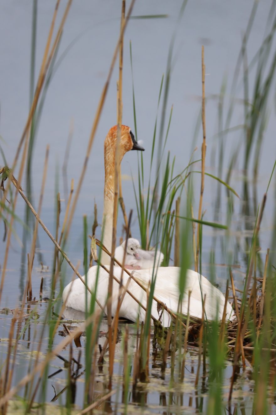 Trumpeter Swans Triumphant! Trumpeter Swans Triumphant!