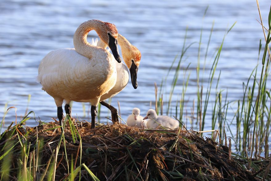 Trumpeter Swans Triumphant! Trumpeter Swans Triumphant!