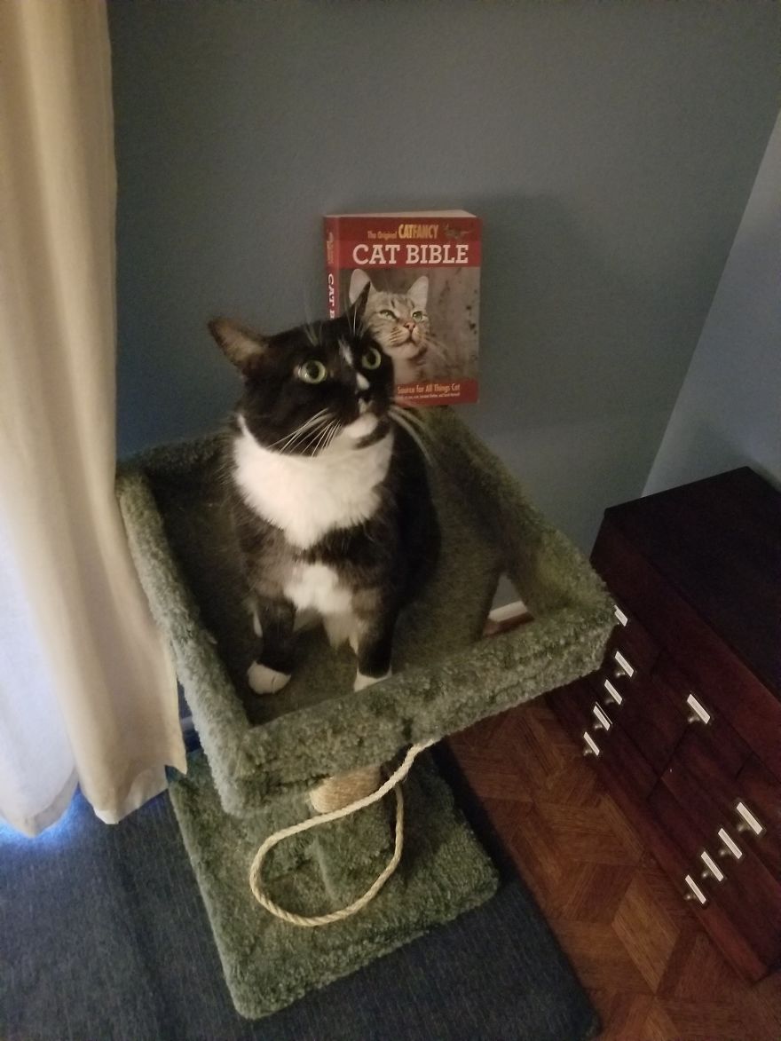 Katinka Tirzah (Aka- World's Cutest Cat) Poses With Her Bible