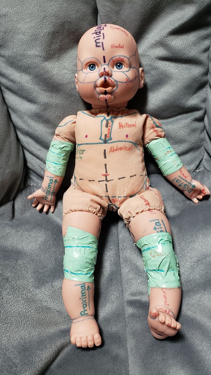 This Study Aide I Made For Anatomy Class. My Kids Named It Nightmare Fuel Baby