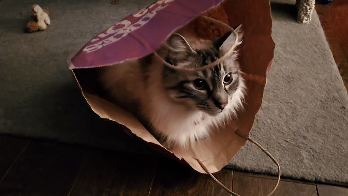 Tegwyn ... A True Bag-Cat