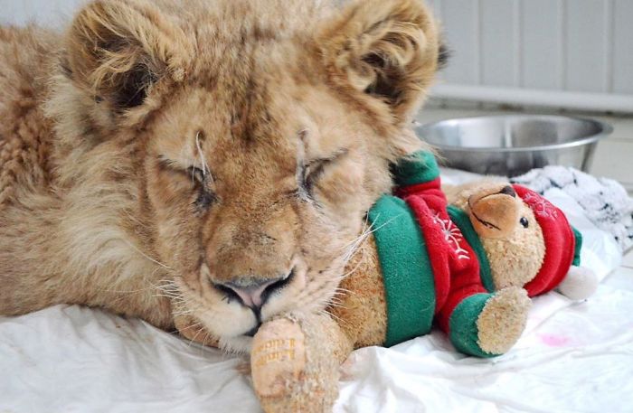 Rescuers Save Baby Lion Who Had His Legs Broken To Take Pictures With Tourists
