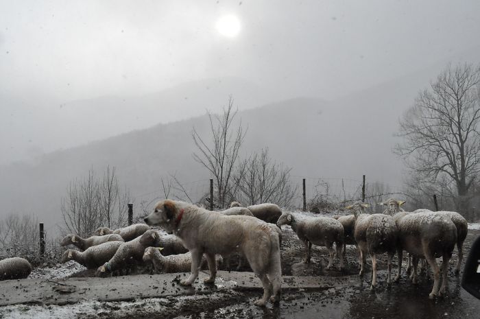 It Had Just Started Snowing In The Pyrenees And The Sheep Were Coming Home