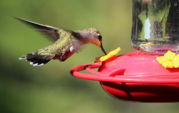 To Study Hummingbirds Up Close, This Man Attached Feeders To His Glasses