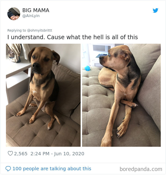 People Are Sharing Hilarious Pics Of Their Pets Sitting Like Total Weirdos In This Thread (30 Pics)