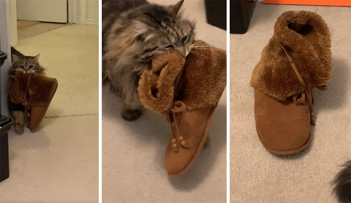 My Mom Adopted A Cat That Brings Her Slippers To Her Every Morning. I Didn’t Believe Her Until She Got It On Camera Finally