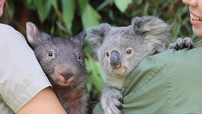 "It’s Unusual To See Them Interact Like This": Surprised Zookeepers Share A Video Of A Koala And A Wombat Becoming Best Buddies During The Lockdown