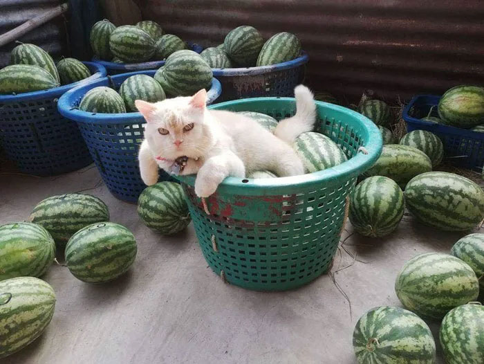 Angry-Looking Cat Supervises Watermelons In Thailand And Is Loved By The Community