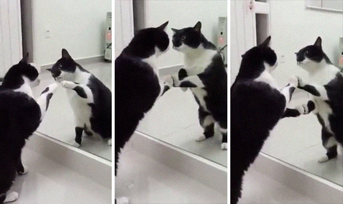 This Cat Sees Himself In The Mirror