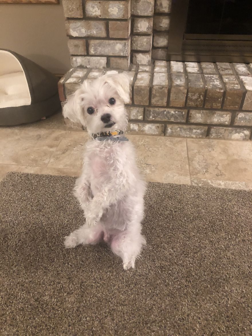 My Dog Sits Like This Always