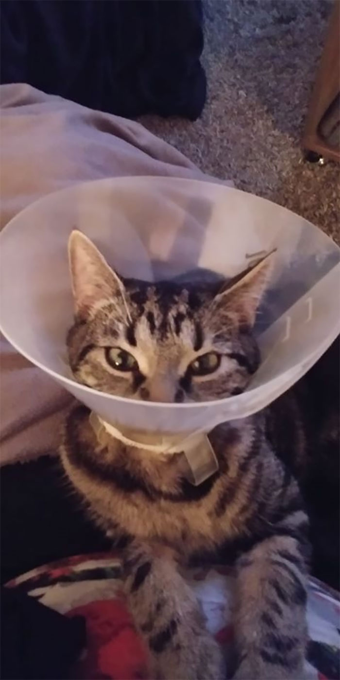 Funny-Pets-With-Cones