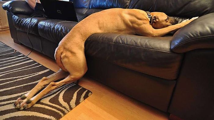 40 Hilarious Dog Posts To Put A Smile On Your Face | Bored Panda