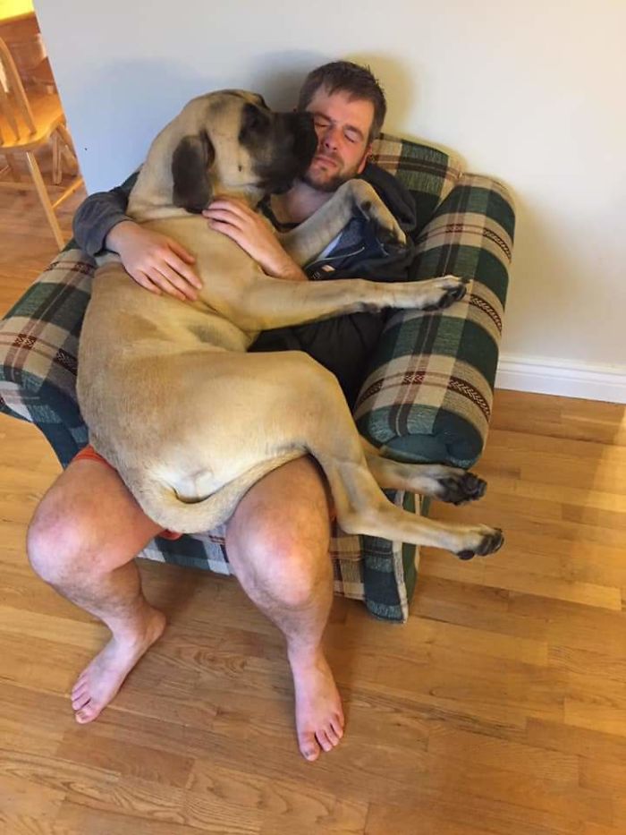 115lbs Of 9 Month Old Lap Dog. Who's Terrified Of Everything