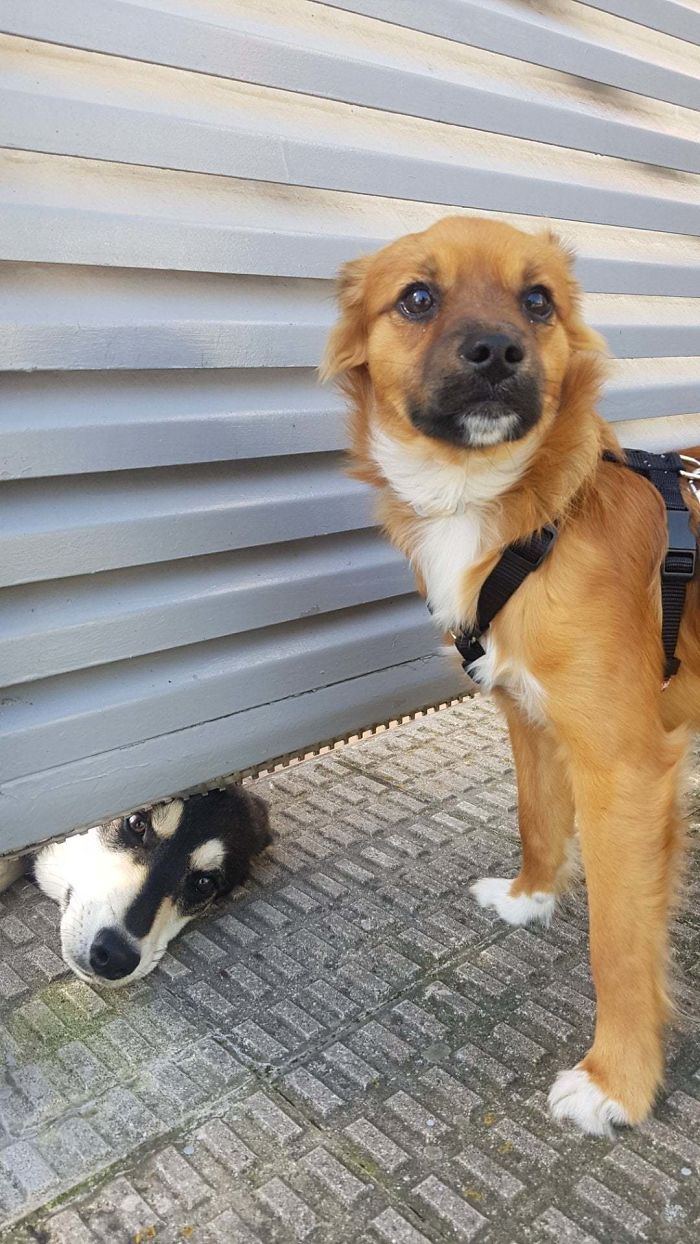 This Dog Made A New Friend Even During Quarantine