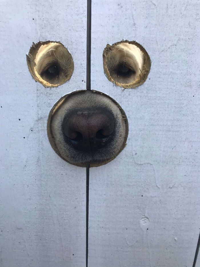 My Friend Made Holes In His Gate So Gus The Labrador Can See And Sniff