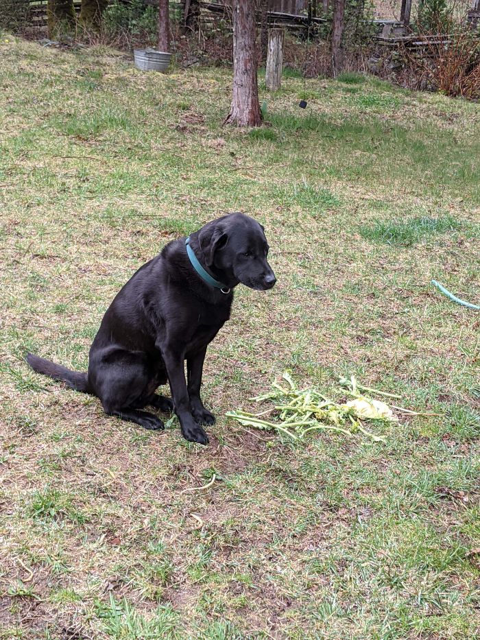This Dog Has 9 Acres Of Land To Roam Freely. So He Chooses To Spend His Day Awkwardly Guarding One Wilted Cabbage Leaf And Some Kale Scraps.