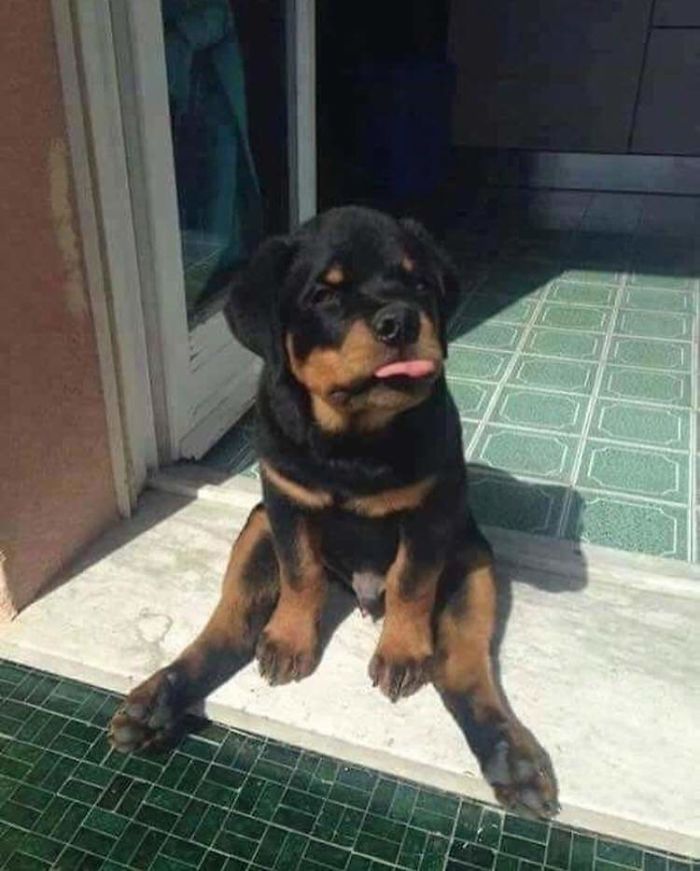 This Rottweiler Is A Real Special One