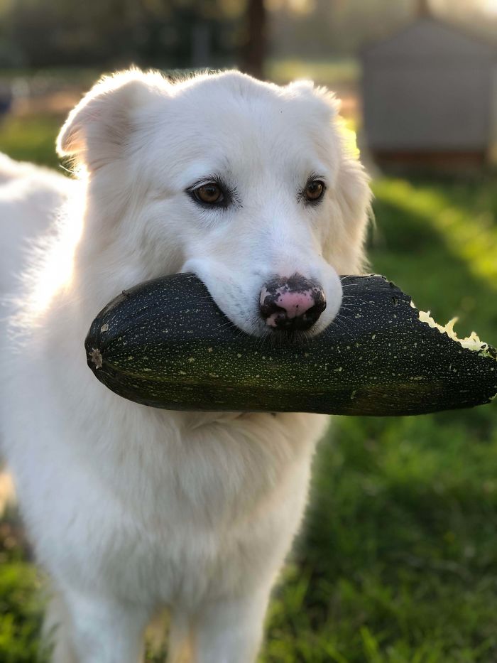 She Loves To Eat Zucchini