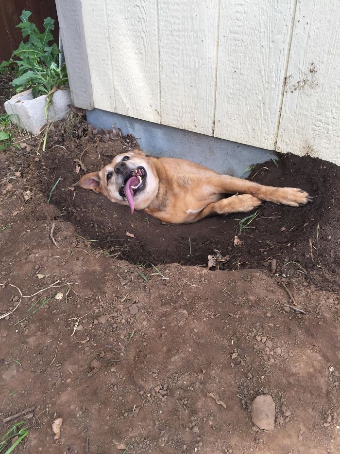 My Coworker’s Dog Got Herself Stuck Underneath Their Shed.