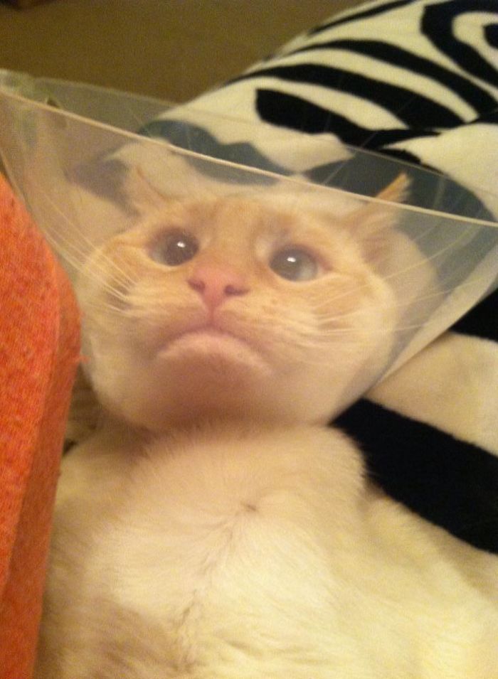 Funny-Pets-With-Cones