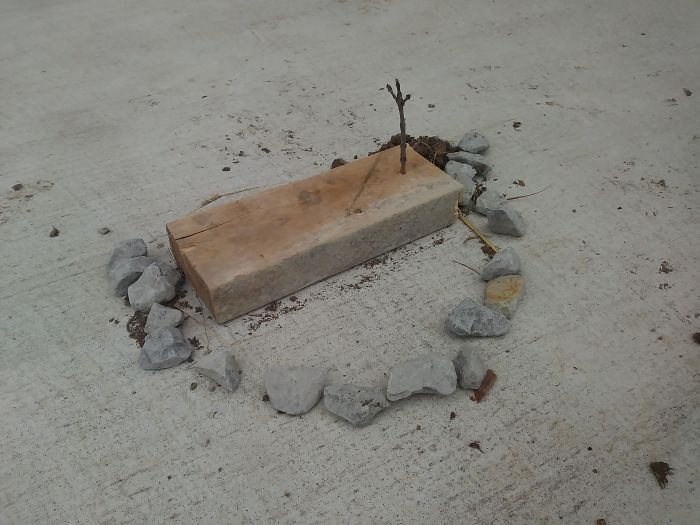 5-Year-Old Niece Wants A Bunny, So She Made This Trap On The Driveway