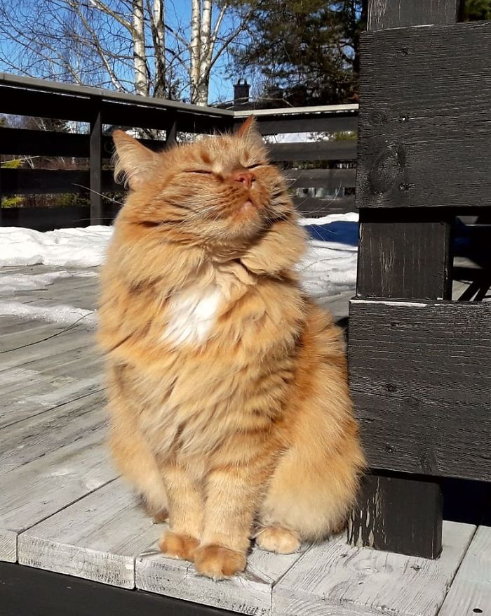 This Picture Of My Cat Oliver Enjoying The Spring Sun Is Just Melting My Heart