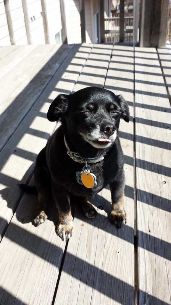 This Is The Face My Small, Elderly Dog Makes When He Is Enjoying The Sun