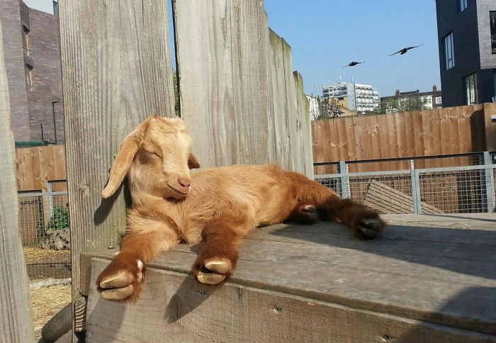 Baby Goat Enjoying The Sun