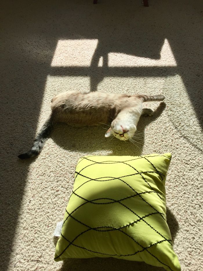 Bean Loves The Sun