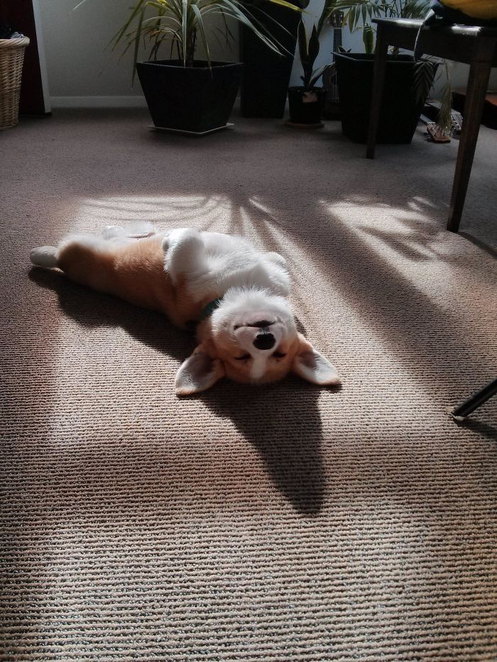 I Raise You A Sunbathing Corgi Puppy Named Barnaby