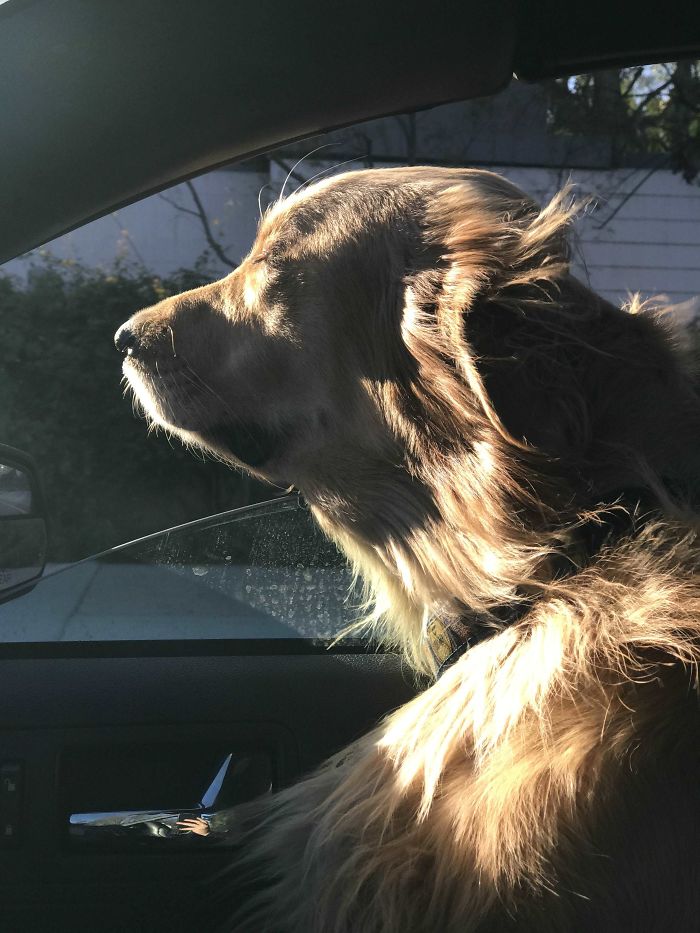 I Looked Over, And In All His Glory. His Head Was Out The Window, His Eyes Were Closed And The Sun Was Going Down As His Hair Blew In The Wind