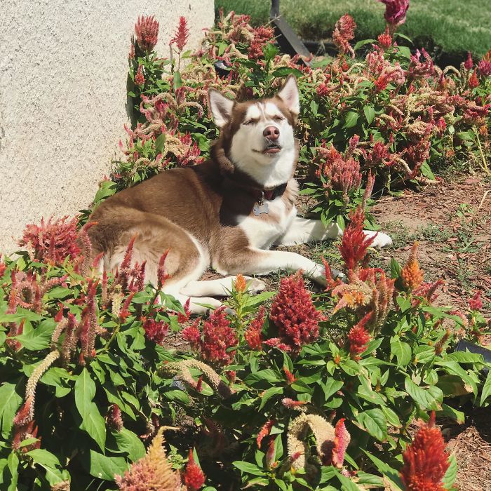 Clementine Loves To Sunbathe And She Looks Extra Beautiful Laying Amongst The Flowers