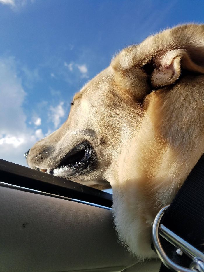 My Dog Really Loves The Sun Roof