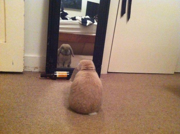 My Rabbit Does This Every Day. Not Sure What He's Thinking About…