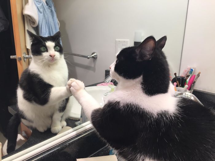 Daily Ritual To Connect With The Mirror Cat