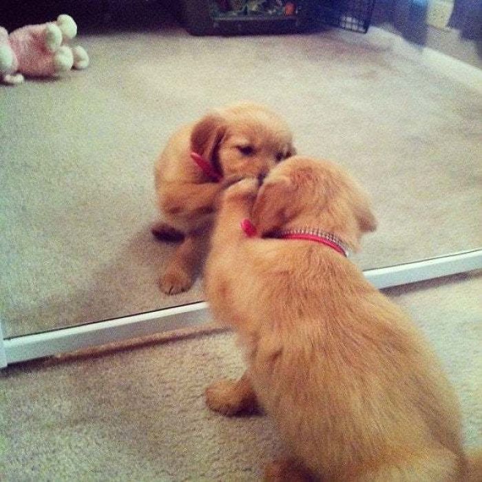 My Sister's Dog When She Was A Puppy, Fascinated With Mirrors. Meet Millie!