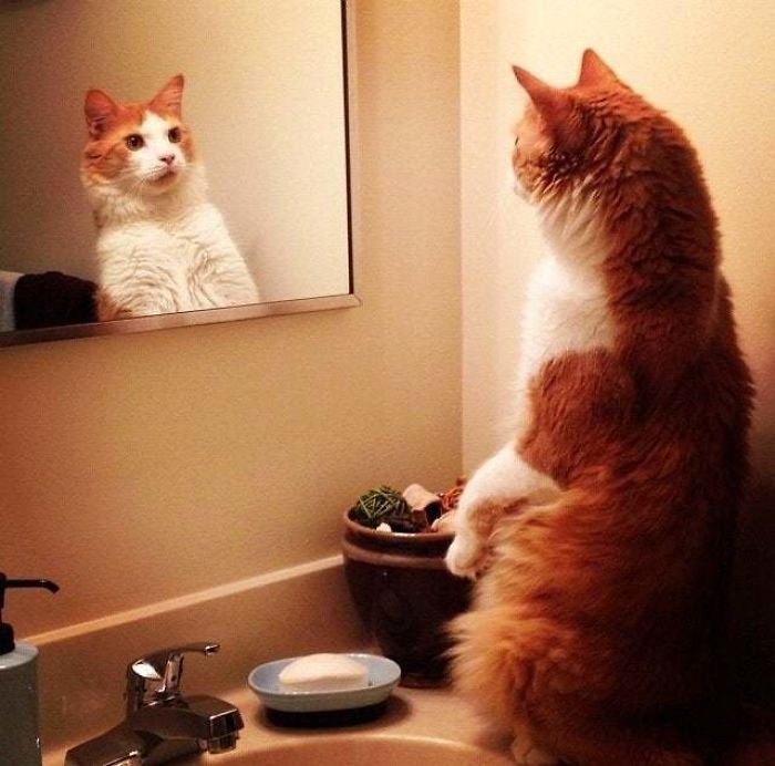Standing Cat Looking In Mirror