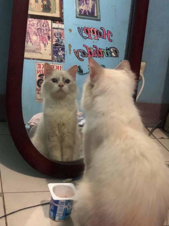 Mirror, Mirror On The Wall, Who Is The Fairest Of Them All? 😻