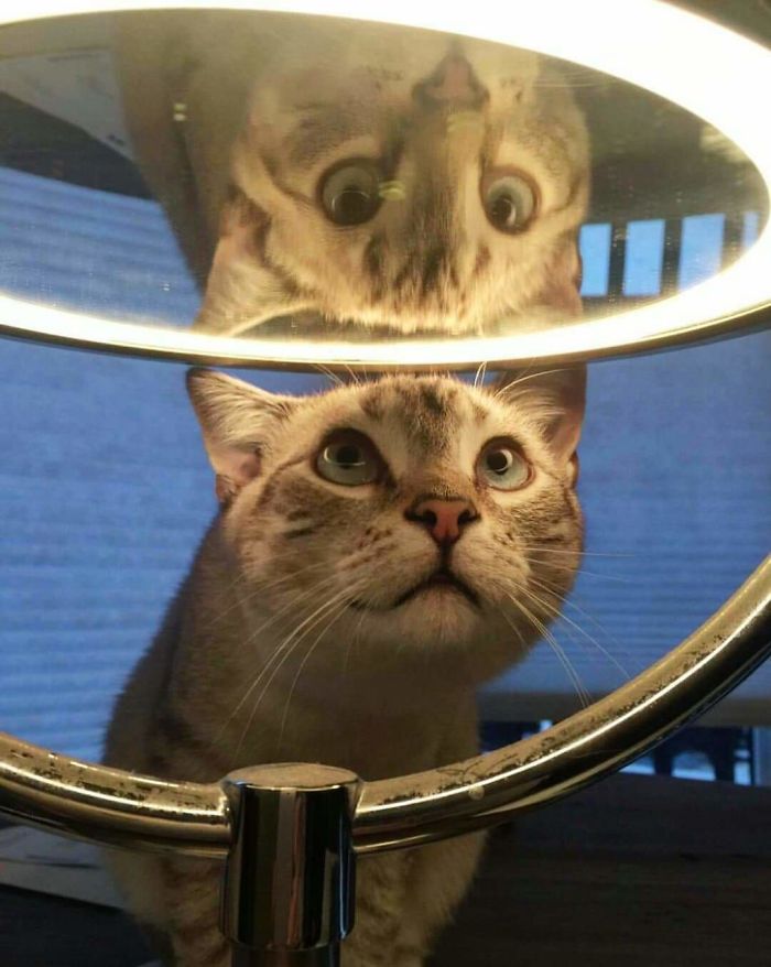 My Cat Thinks My Makeup Mirror Is Mesmerizing