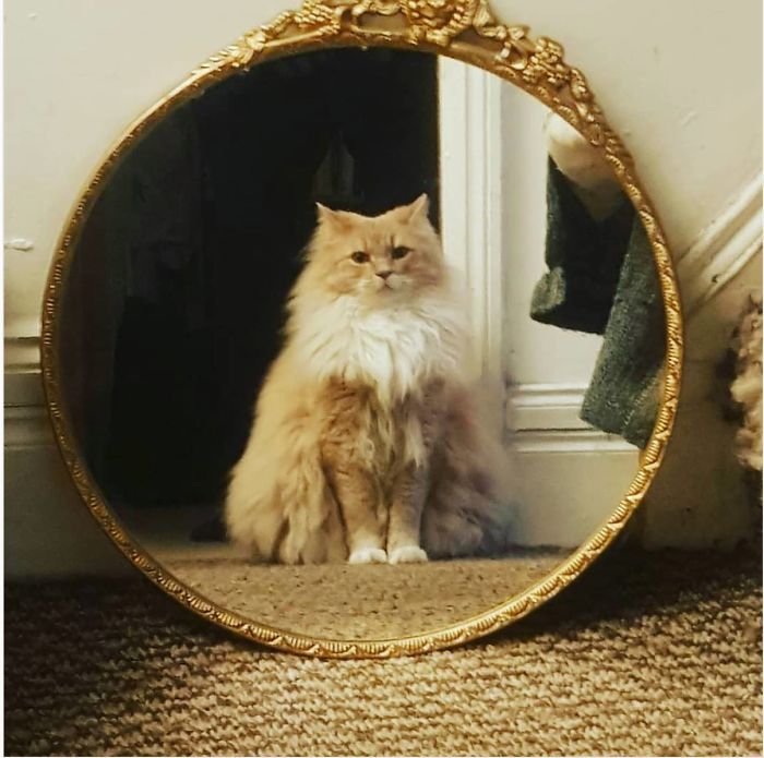 I Caught My Cat Staring At Himself In The Mirror Looking Like A Renaissance Painting.
